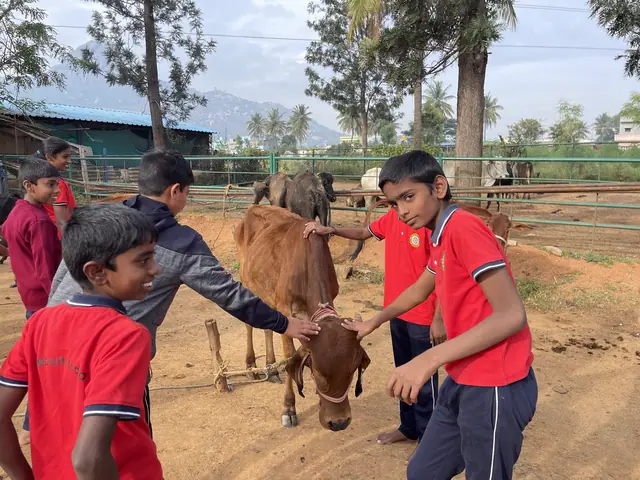 Two boys and a girl in red uniform stroking a brown cow at a farm visit, one boy grinning at the lens